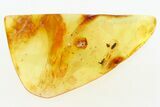 Fossil Soft-Bodied Plant Beetle (Artematopodidae) in Baltic Amber #284558-1